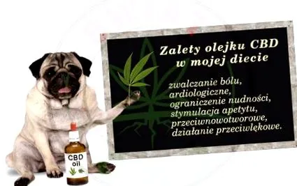 świat
