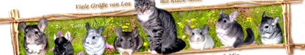 megtekintése