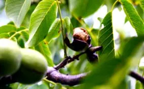 natural products