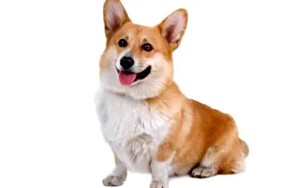 corgi