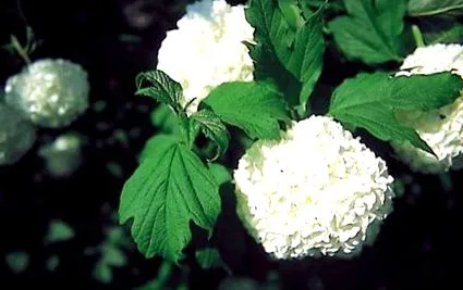 viburnum specii