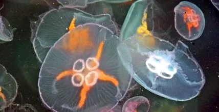 водич