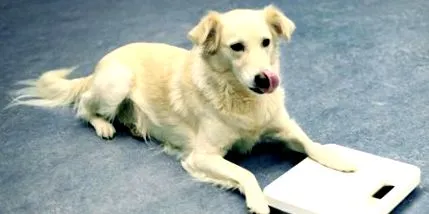 dacă