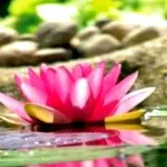 ayurveda