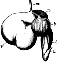 biológia