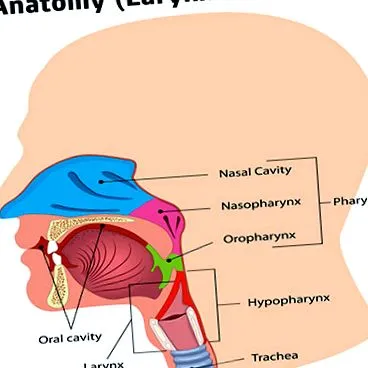 diverticulul