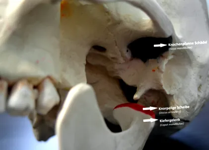 stomatologie
