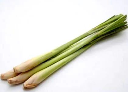 citromfű tények