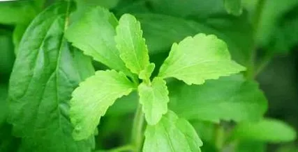 stevia