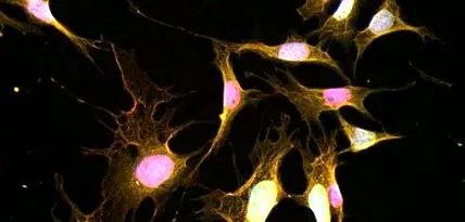 голоду