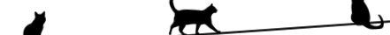 pisicii