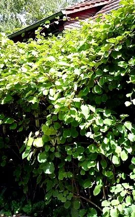 actinidia