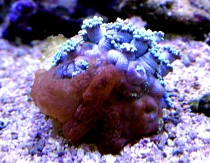 aquatropica