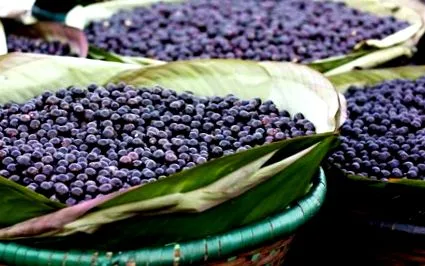 acai bogyók