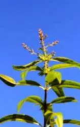 citrom verbena