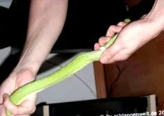 nyúzási