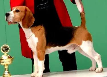beagle