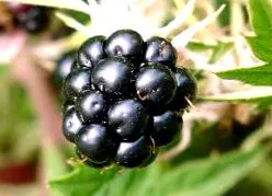 földi