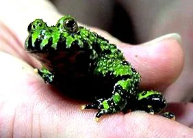 varangy