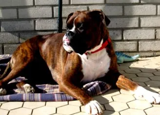 boxer