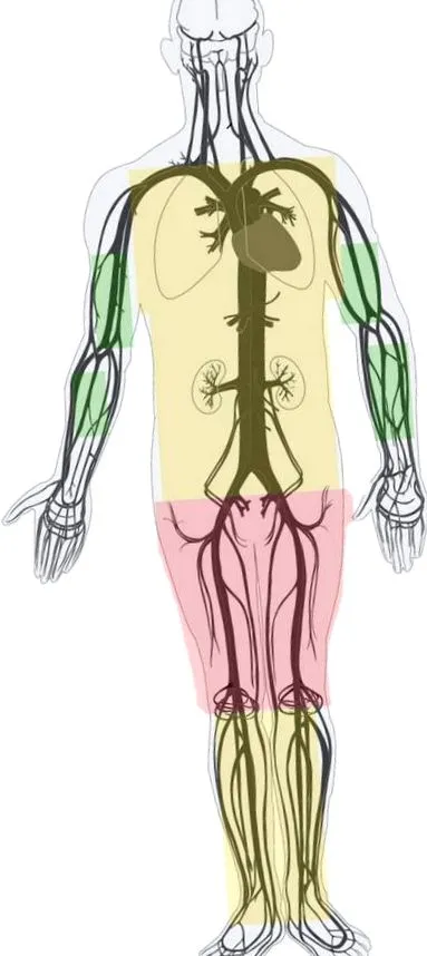 musculare