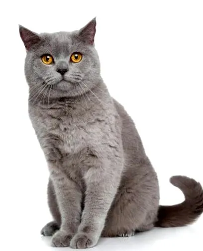 macska