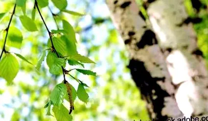 betula