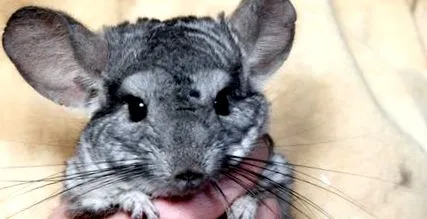 boli chinchilla