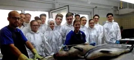 медиумите