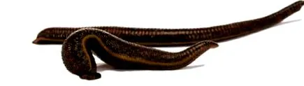 terápia