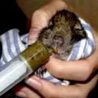 degus-online