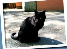 pisica