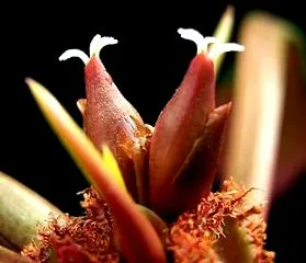 leuconeura