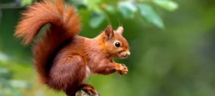 sciurus