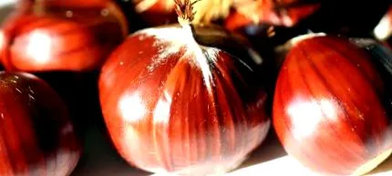 Gesztenye Fotó Helge