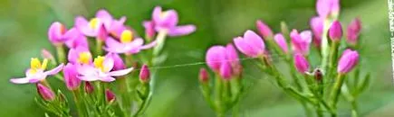 centaurium