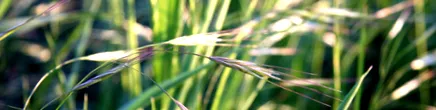 vindecare fine