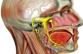 trigeminal