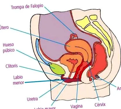 higiéniája