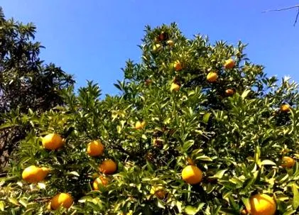 mandarinnak