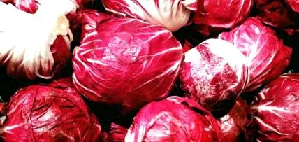 radicchio