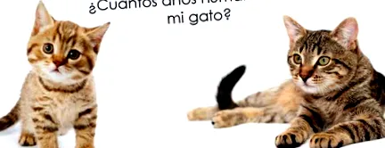 котката