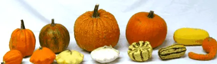 sütőtől