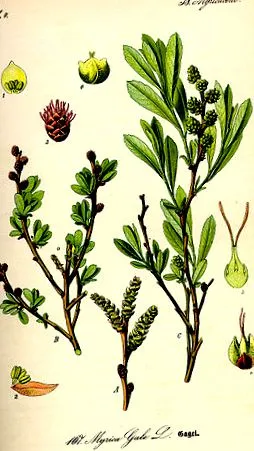bokor Myrica