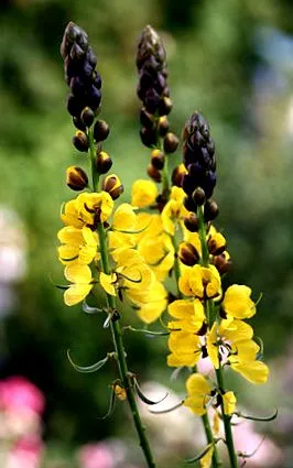 Cassia didymobotrya