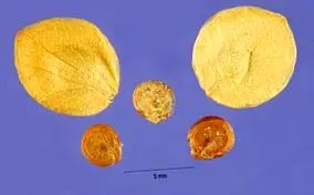 Atriplex hortensis