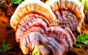 vagy