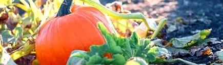 naturopath
