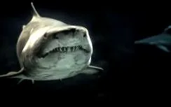 cápatámadások