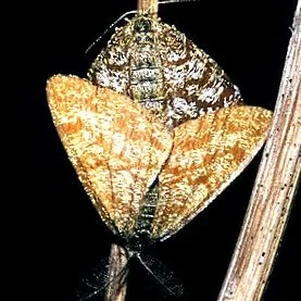 Ematurga atomaria